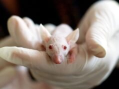 Os cientistas pegaram uma das estratégias de longevidade do rato-toupeira pelado – um gene que o ajuda a produzir o ácido hialurônico incomumente protetor – e a colocaram em camundongos. Os resultados: os ratos viveram mais, tiveram menos inflamação e foram mais resistentes aos tumores.