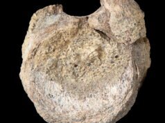 Cientistas encontraram fósseis de dinossauros antárticos escondidos em uma gaveta