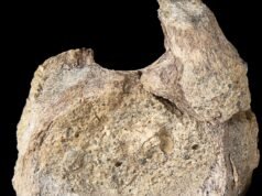 Um raro fóssil de dinossauro da Antártica foi encontrado escondido em uma gaveta