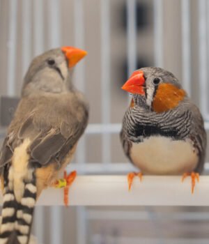 00HS-SCI-BIRDS-JARVIS-stillpromo-qwlj-facebookJumbo.jpg
