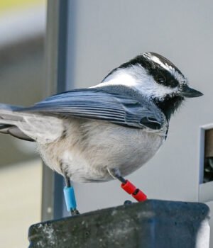 00SCI-CHEATING-CHICKADEES-03-vwqt-facebookJumbo.jpg