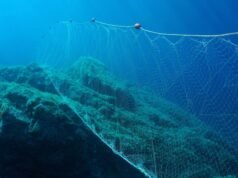 Cientistas amarraram garrafas plásticas em redes de pesca – e não conseguiram acreditar no que aconteceu a seguir…