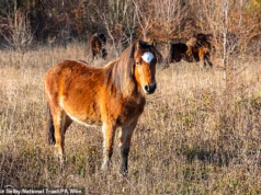 Os pôneis de Dartmoor estão salvos! O destino dos animais ameaçados está seguro após uma enorme reação dos ativistas