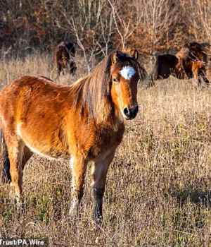 109068195-15981669-Pictured_A_group_of_Dartmoor_ponies_For_more_than_3_500_years_se-a-1_178419628165.avif