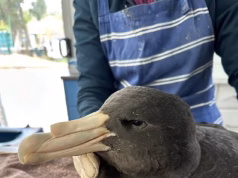 Alerta recente de gripe aviária como caso suspeito de H5 solicita resposta de biossegurança em NSW