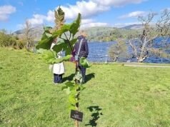 Mudas de Sycamore Gap foram roubadas do forte poucas semanas após o plantio