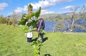 Mudas de Sycamore Gap foram roubadas do forte poucas semanas após o plantio