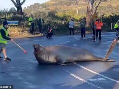 Neil Seal está causando o caos… de novo! Enorme mamífero de 1.000 kg chega à costa – bloqueando estradas, esmagando postes de amarração e danificando carros