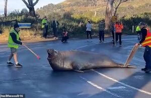 Neil Seal está causando o caos… de novo! Enorme mamífero de 1.000 kg chega à costa – bloqueando estradas, esmagando postes de amarração e danificando carros