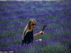 Fazenda bloqueada por influenciadores coloca amplificadores de Wi-Fi em seus campos de lavanda para que eles possam enviar suas fotos
