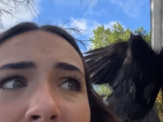 A notória ‘mãe solteira’ CROW aterroriza os bairros de Nova Orleans atacando com raiva qualquer um que se atreva a entrar em seu território