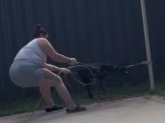 Mulher australiana evita a prisão após abuso ‘cruel’ de um cachorrinho de um ano por mastigar suas coisas depois de ser flagrado pela câmera
