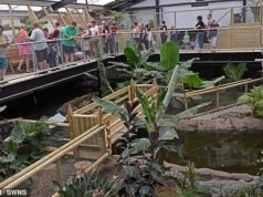 Zoológico onde um menino de três anos foi ‘jogado em um recinto de crocodilos por ter dificuldades de aprendizagem’ fala de um incidente ‘trágico’
