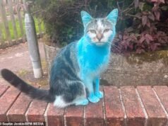 O gato é azul? A família conta sobre seu choque quando Wilbur Tabby chega em casa