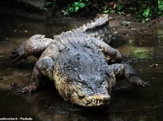 Turista britânico chocado com as regras de viagem de crocodilos da Austrália – depois de presumir que era uma farsa