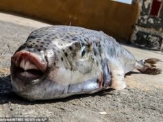 Baiacu venenoso com mordida venenosa e carne mortal invade pontos turísticos do Mediterrâneo enquanto a Grécia luta para erguer barreiras marítimas