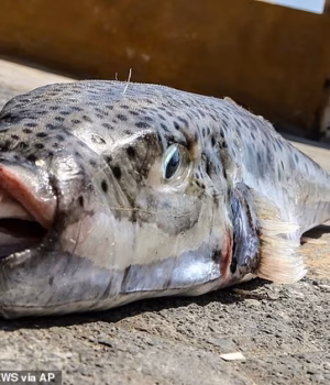 109823765-15956573-The_dangerous_silver_cheeked_toadfish_has_been_spotted_across_th-a-7_178334670193.avif