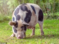 Starmer alertou que o seu amor pela UE estava a perturbar os agricultores, uma vez que a burocracia foi reduzida para lhes permitir alimentar o seu gado com insectos ecológicos e os resíduos alimentares humanos foram recolhidos enquanto os trabalhistas atacavam Bruxelas.