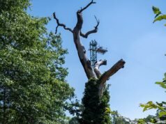 A disputa de Wimbledon foi interrompida depois que a família BATS dormindo foi vista fazendo ninhos em uma árvore morta do lado de fora do All England Club