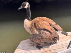 Enclave luxuoso à beira do lago em tumulto depois que a amada gansa chamada Princesa Collette foi morta a tiros