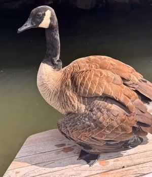 109891095-15962145-A_beloved_goose_who_had_become_a_cherished_member_of_an_Oregon_l-a-1_178354550636.avif