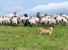 Conheça Dafne! Com 25 cm de altura, ele é o cão pastor mais improvável da Grã-Bretanha