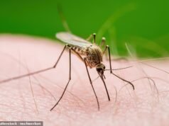 Os locais de férias europeus lutam contra doenças mortais transmitidas por mosquitos: Espanha, França e Itália estão entre os destinos populares agora afetados pelo vírus do Nilo Ocidental e pela chikungunya