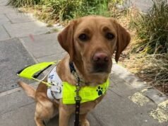 Taylor fez! Adorável cão-guia batizado em homenagem ao recém-casado Swift, formado em treinamento