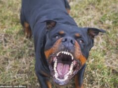 Horror quando um homem é atacado até a morte por seu próprio cachorro antes que a polícia sacrifique o animal na casa de NSW
