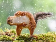 Esquilos enlouquecem com um mergulho rápido em um sprinkler para esfriar