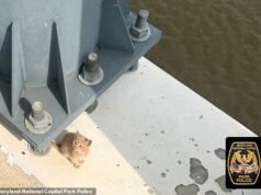 O pequeno gatinho laranja sobreviveu milagrosamente depois que seu dono o jogou para fora de um carro em movimento e caiu em uma estrada movimentada