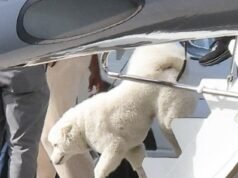 Os ossos devem ser selvagens! Taylor Swift e Travis Kelce revelam seu novo cão samoiedo de ‘alta manutenção’ – as 10 principais raças que parecem boas, mas são muito exigentes, de Jack Russells ‘pouco exigentes’ a Cocker Spaniels ‘vivos’