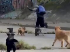 Momento incrível: matilha de cães resgata mulheres de agressores que tentaram agredi-las sexualmente em Melbourne