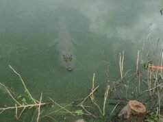 Monstro Crocodilo Ness! O misterioso crocodilo foi avistado na Toscana, gerando hordas de visitantes e caçadores