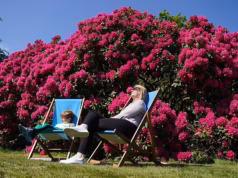 Não-dodendron! Os visitantes do centro de jardinagem são instados a relatar a venda de plantas invasoras nocivas nas lojas