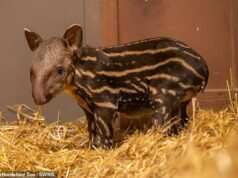 Zoológico do Reino Unido dá as boas-vindas a novo bebê raro… Você sabe o que é esse bezerro listrado?