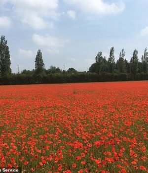 110064241-15981801-image-a-1_1784216857905.jpg