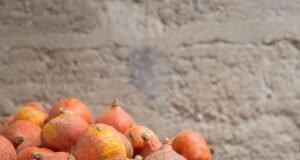 A França enfrenta escassez de cebola enquanto uma onda de calor ameaça a colheita do país