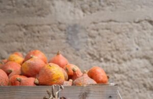 A França enfrenta escassez de cebola enquanto uma onda de calor ameaça a colheita do país