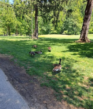 110140101-15990649-Geese_wandering_in_Alverthorpe_Park_where_the_town_says_they_str-a-2_178456269191.avif