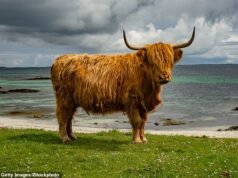 As vacas das montanhas foram coroadas como a raça favorita do país na Copa do Mundo de Animais – superando esquilos vermelhos, lontras e gatos selvagens.