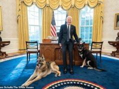 A verdade sobre o cachorro de Joe Biden: Major desapareceu após morder agente do Serviço Secreto. Sua fortuna foi mantida escondida na ‘fazenda’… até agora