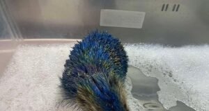 Quatro homens presos após ouriço pintado com as cores do Leeds United, mamífero pontiagudo lutando para respirar