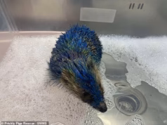 Atualização comovente depois que Honey the Hedgehog foi pintada com as cores do Leeds United