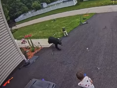 O cão heróico da família luta contra o urso que ataca um menino de 6 anos em um vídeo surpreendente