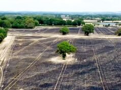 Imagens aéreas mostram campos enegrecidos depois que grandes incêndios agrícolas destruíram terras de agricultores durante uma onda de calor.