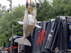 Seis baleias beluga foram transportadas de avião de uma reserva marinha canadense abandonada para uma nova vida em um santuário nos EUA, depois que autoridades ameaçaram sacrificá-las.