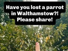 A deputada trabalhista Stella Creasy foi ridicularizada por confundir os famosos periquitos de Londres com um animal de estimação fugitivo