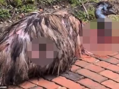 Família ficou arrasada depois que seu emu de estimação foi perseguido na estrada e perseguido por dois cães