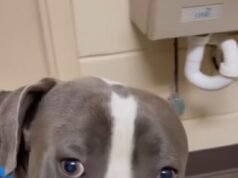 O cachorro ‘amigável’ chamado Barney foi decapitado após o incidente no abrigo, gerando enormes protestos e alegações de que ele foi morto injustamente.